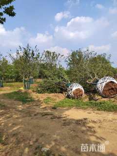 50公分(4杆)丛生朴树