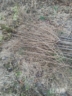 高度100厘米樱花小苗