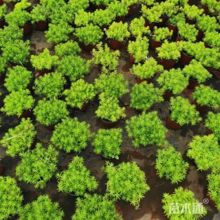 高度20厘米佛甲草