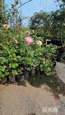 高度40厘米月季