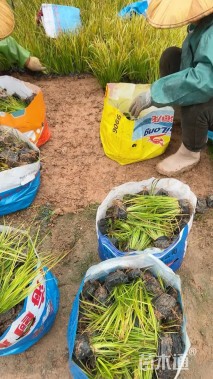 高度25厘米金叶石菖蒲