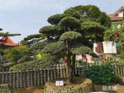 造型罗汉松