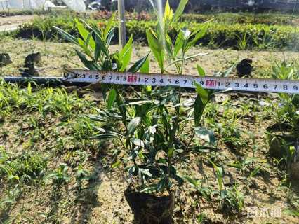 高度10厘米小叶栀子