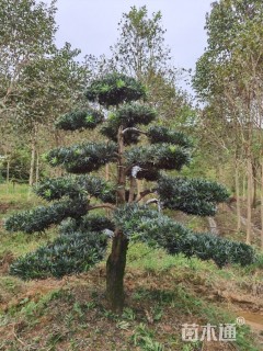 造型罗汉松