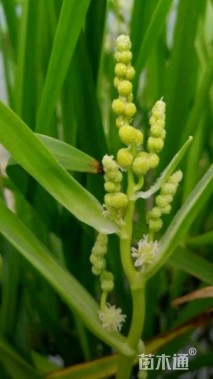 高度30厘米黑三棱