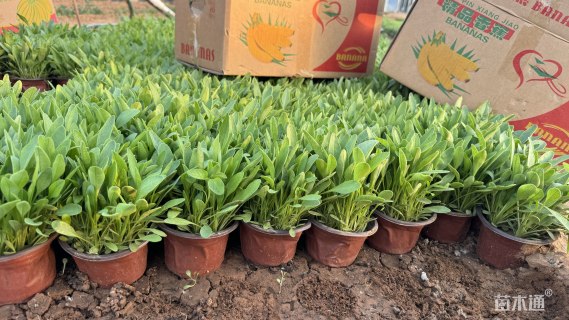 高度10厘米金鸡菊