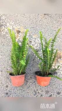 高度30厘米肾蕨