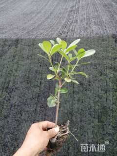 高度20厘米海桐小苗