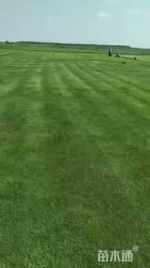 草卷状百慕大草