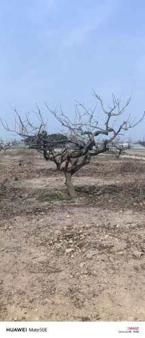 15公分龙爪柿子树