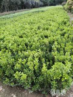 高度40厘米小叶黄杨