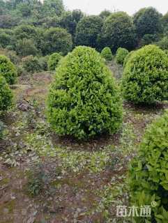 冠幅80厘米金森女贞球