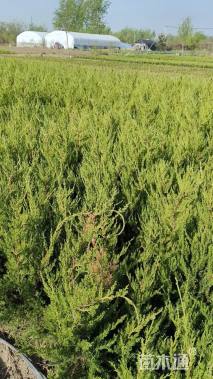 高度100厘米龙柏