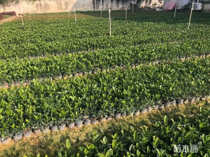 高度20厘米栀子花