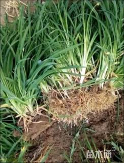 高度10厘米常绿萱草