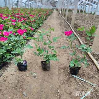 高度50厘米丰花月季