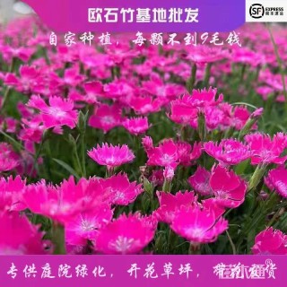 高度15厘米欧石竹