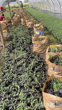 高度10厘米鼠尾草