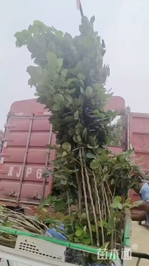 高度180厘米丛生紫荆