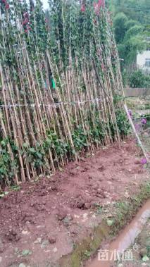 高度500厘米三角梅藤条