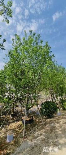 12公分福建山樱花