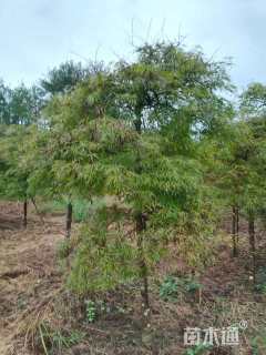 高度180厘米羽毛枫