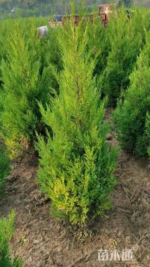 高度100厘米塔柏