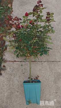 高度100厘米棒棒糖月季