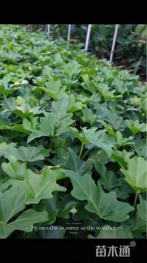 高度25厘米春羽