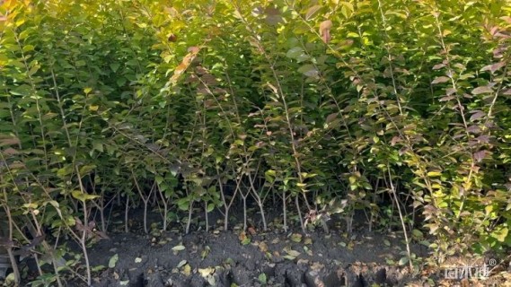 高度40厘米金叶女贞