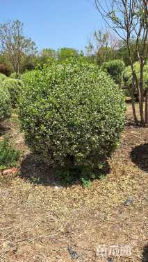 冠幅100厘米卫矛球