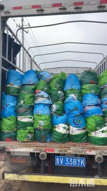 高度40厘米大吴风草