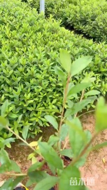 高度10厘米杜鹃