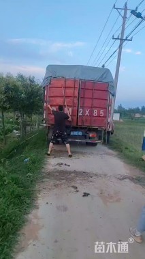 高度80厘米直立冬青