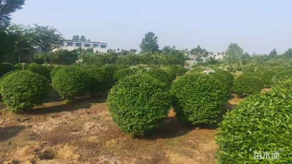 高度200厘米水蜡球