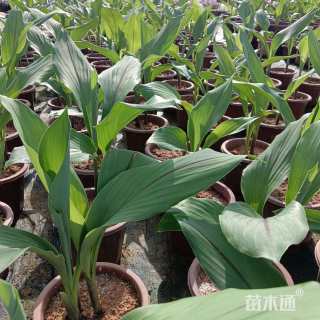 高度50厘米姜荷花