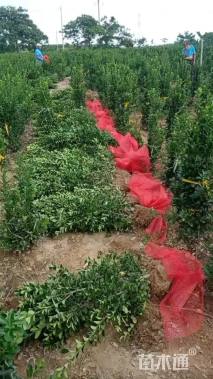 高度120厘米大叶黄杨柱