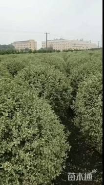 冠幅150厘米银姬小蜡球