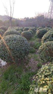 冠幅180厘米无刺枸骨球