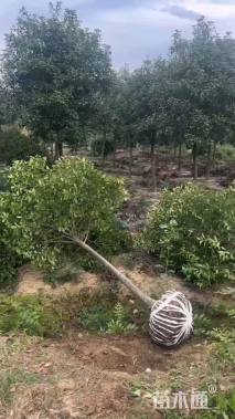 6公分高杆红叶石楠