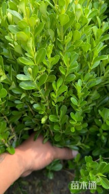 高度40厘米小叶黄杨