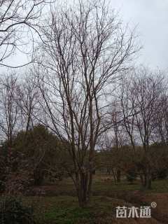 40公分丛生乌桕