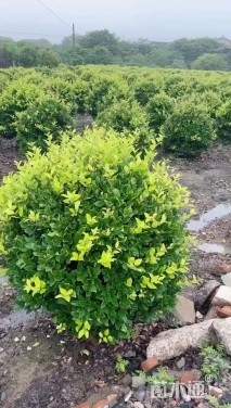 冠幅80厘米金森女贞球