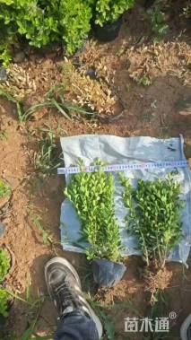 高度30厘米小叶黄杨