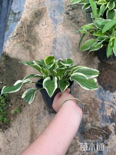 高度20厘米金边玉簪