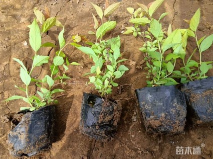 高度25厘米金山绣线菊