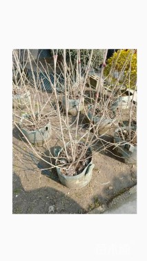 高度80厘米木绣球