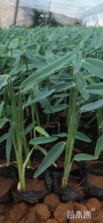 高度20厘米再力花