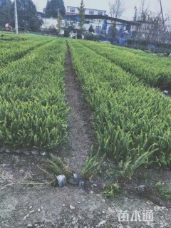 高度35厘米肾蕨