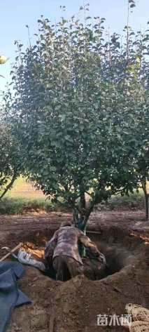 19公分八棱海棠